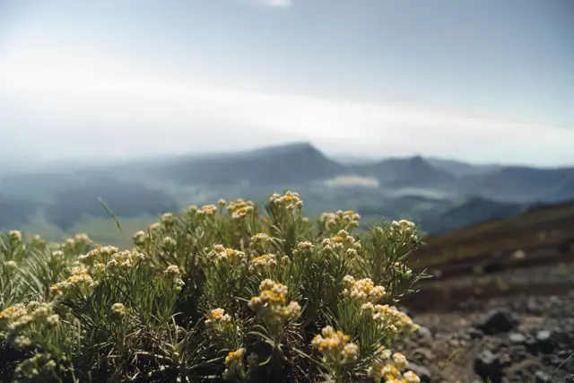 Edelweiss flowers near the summit